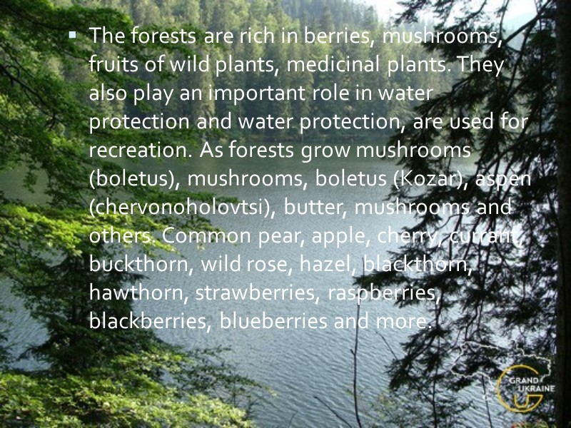 The forests are rich in berries, mushrooms, fruits of wild plants, medicinal plants. They